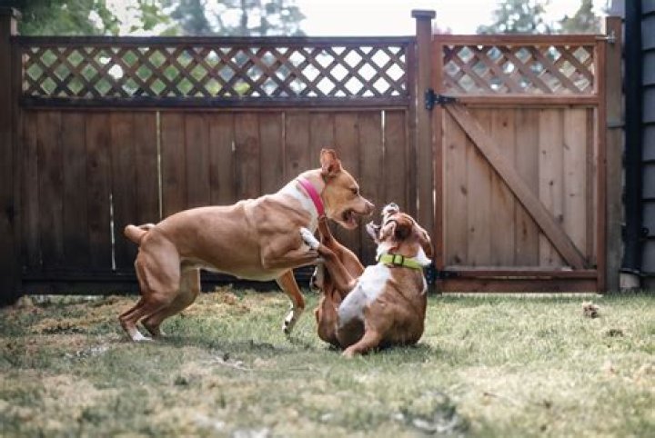 Is my dog playing too rough with my puppy?