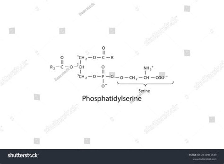 Is phosphatidylserine a negative charge?