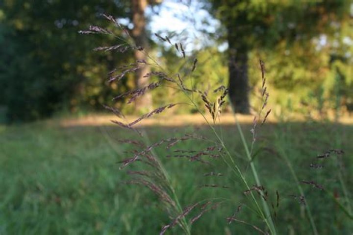 Is purple top grass invasive?