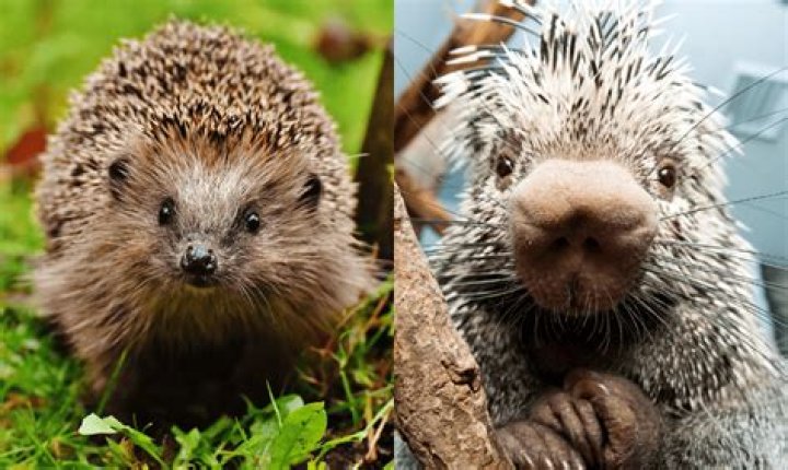 Is salt toxic to hedgehogs?