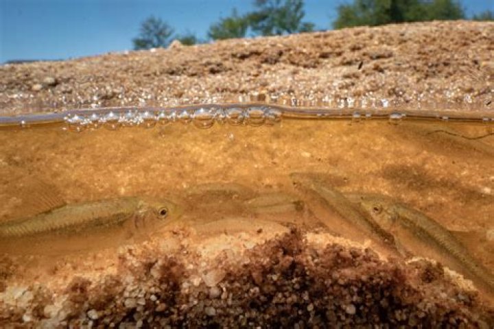 Is sandfish harmful?