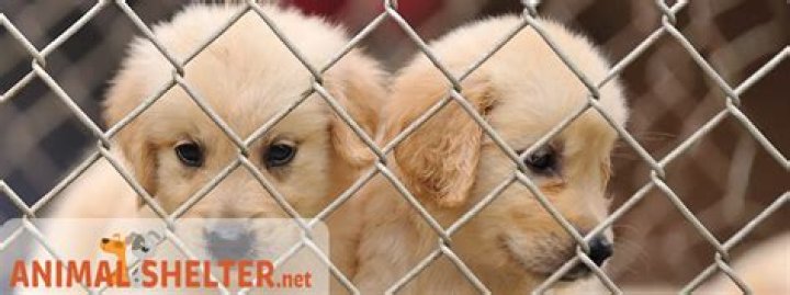 Is the Edmond OK animal shelter no-kill?