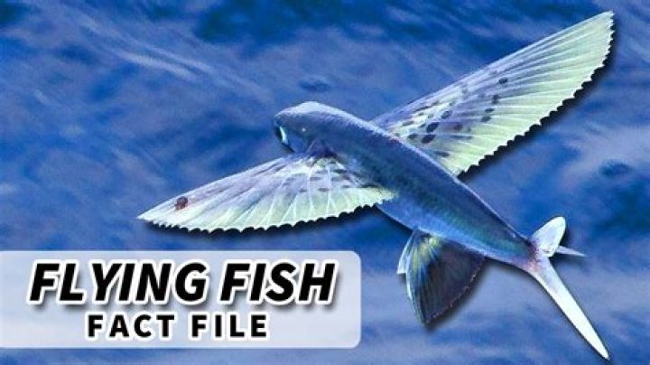 Is there a real flying fish?