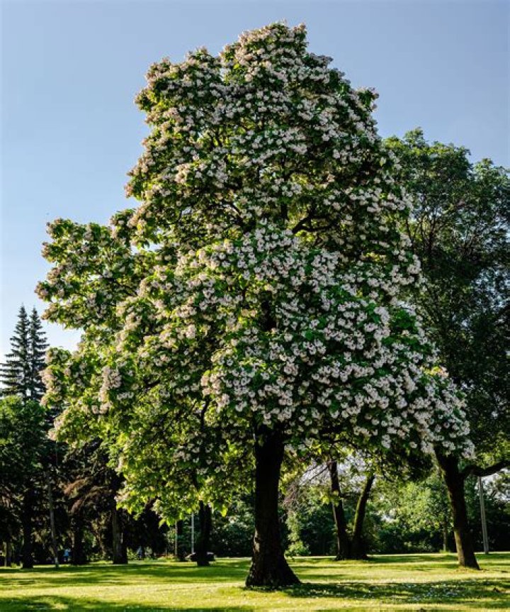 Is there another name for a catalpa tree?