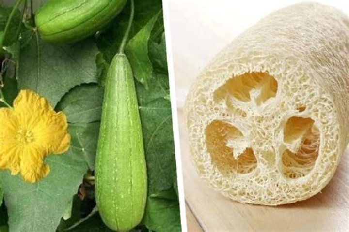 Is there another name for a loofah?
