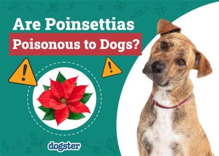 Is Thevetia poisonous to dogs?