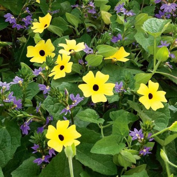 Is Thunbergia an annual or perennial?