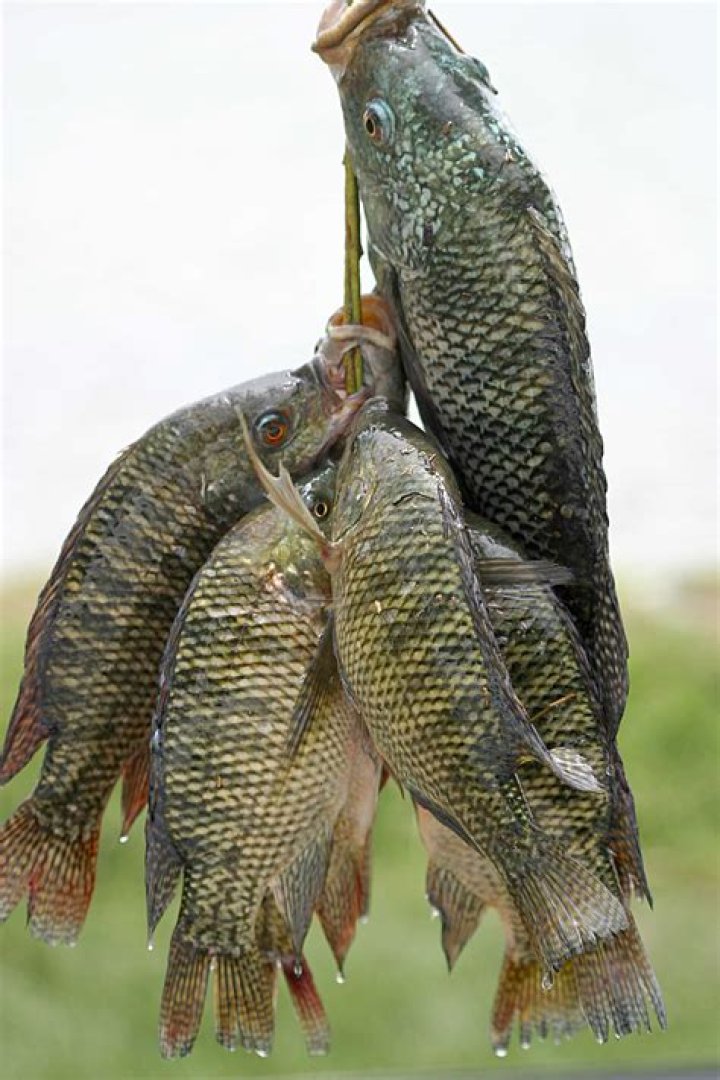 Is tilapia from Brazil safe?