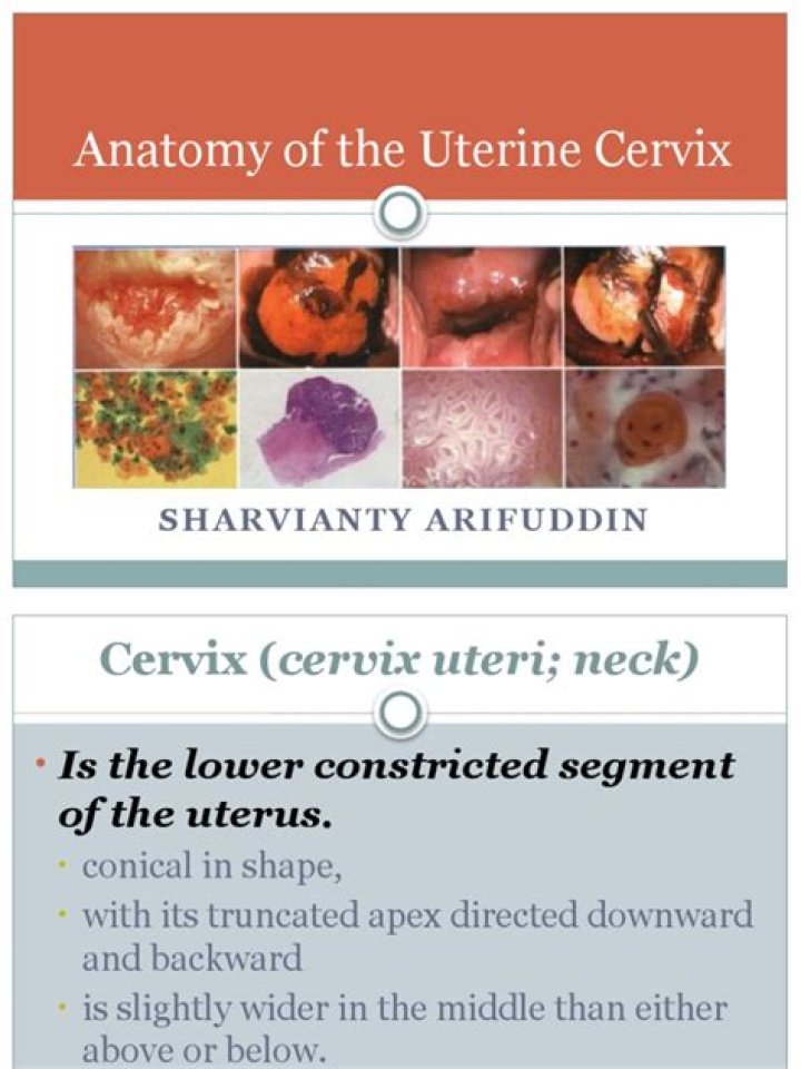 Is uterus same as cervix?