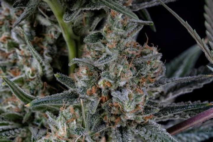 Is White Widow cannabis a sativa or indica?