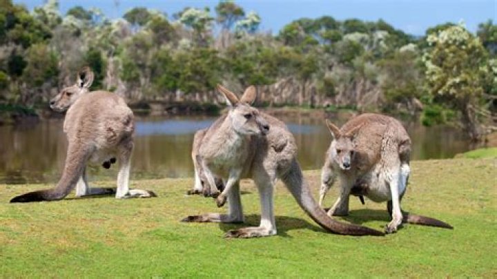 Koja je cena viza za Australiju?