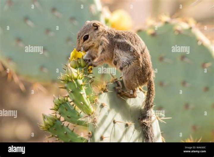 What animal eats cactus?