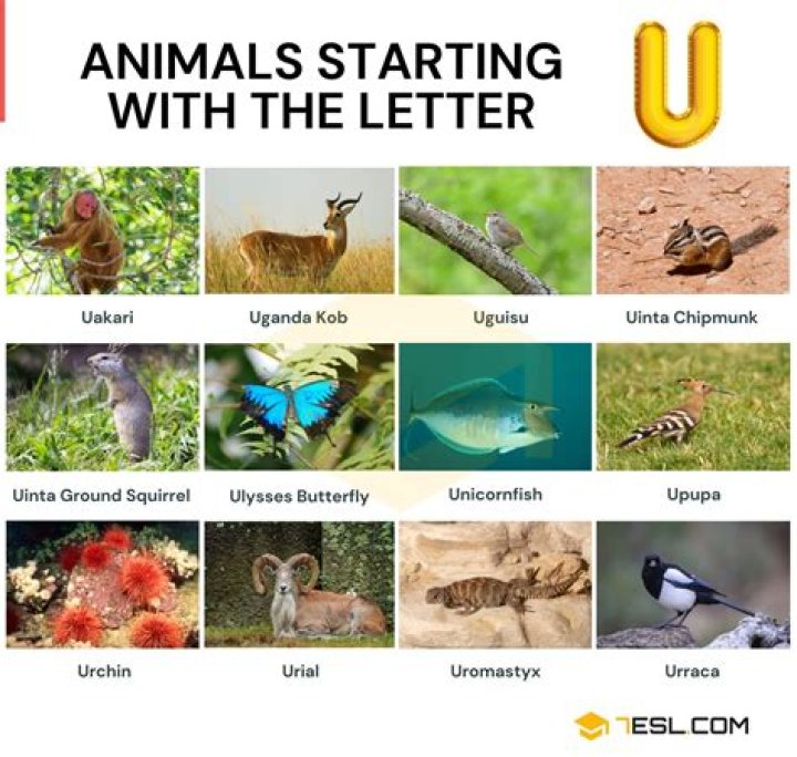 What animal names starts with U?