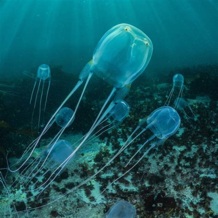 What Animals Can Kill a box jellyfish?