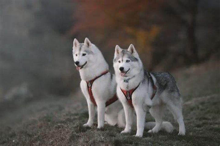 What are 10 facts about Huskies?