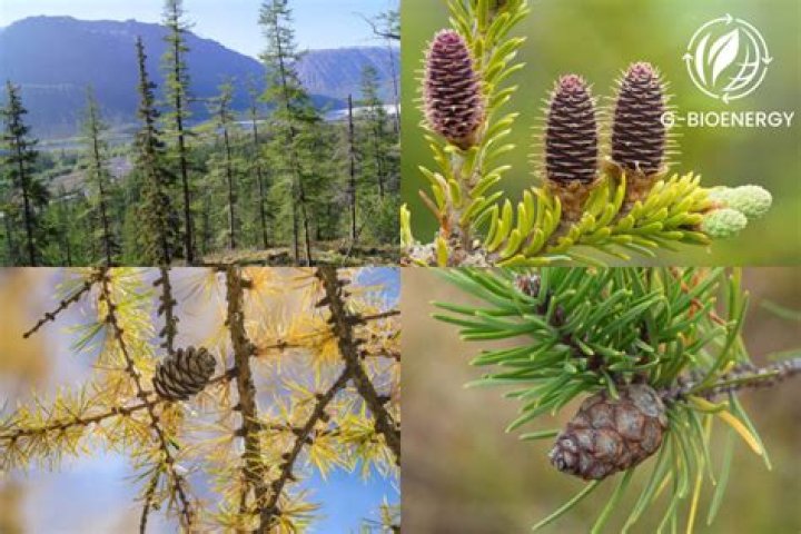 What are 3 Dominant plants in the taiga?