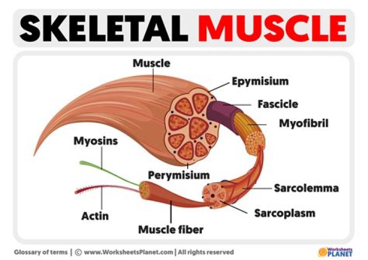 What are 3 important facts about the skeletal muscles?