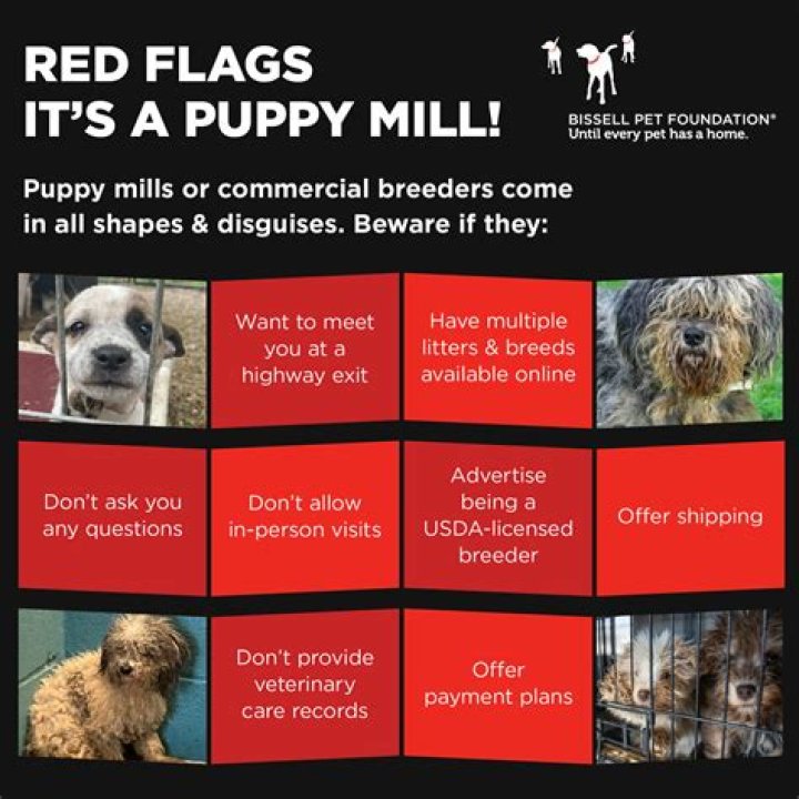 What are 4 signs of a facility acting as a puppy mill?