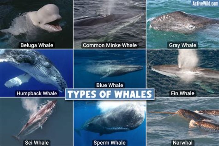 What are 4 types of whales called?