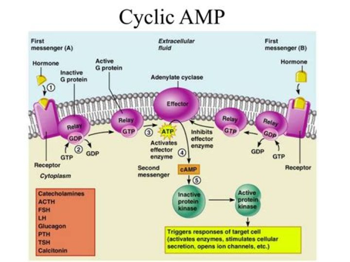 What are cyclic AMP levels?