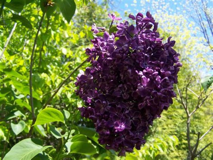 What are dark purple lilacs called?