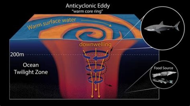 What are eddies oceanography?