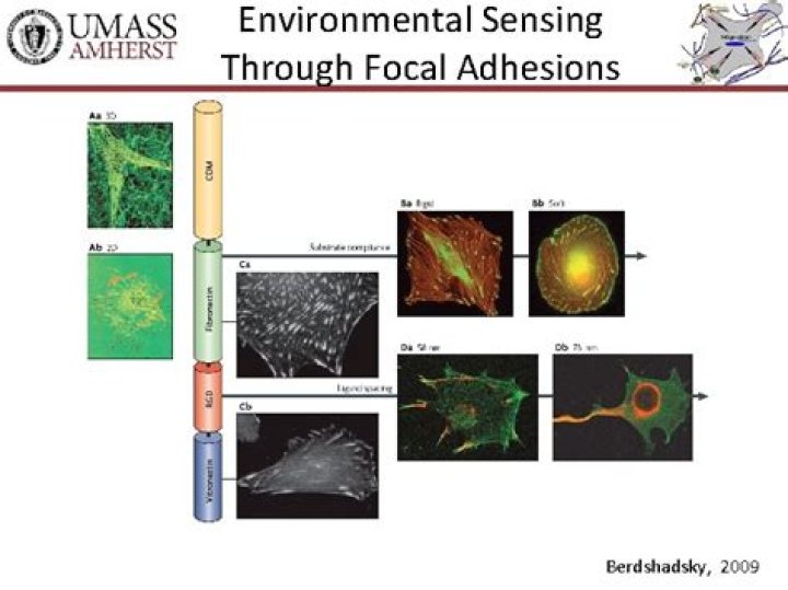 What are focal adhesions in cells?