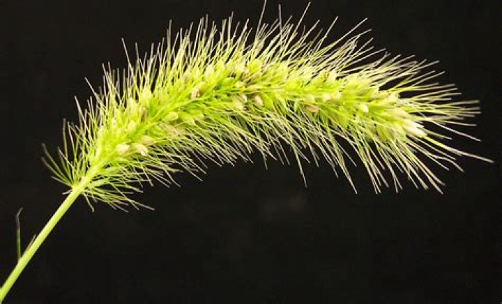 What are foxtails in cannabis?