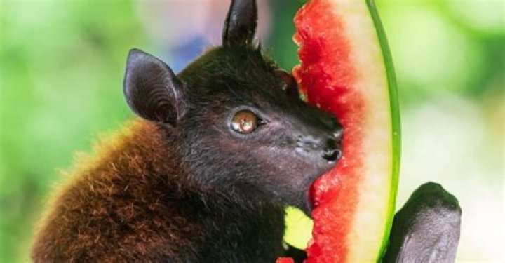What are fruit eating bats called?