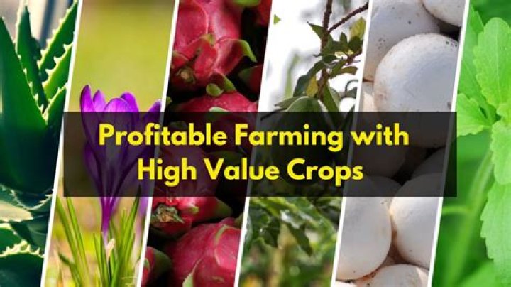 What are high-value crops examples?