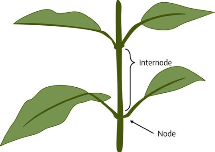 What are internodes in plants?