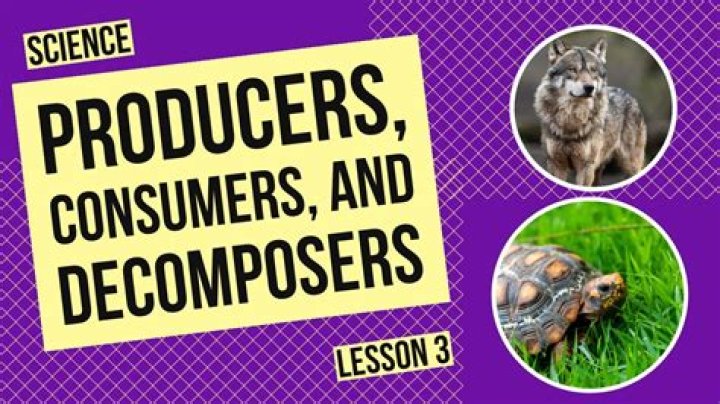 What are known as producers?