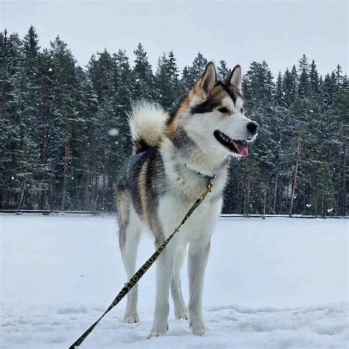 What are malamutes mixed with?