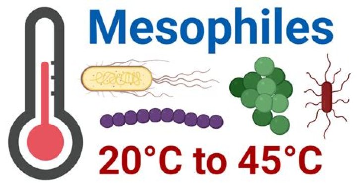 What are mesophiles and examples?