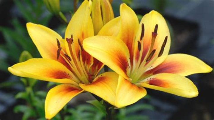 What are orange and yellow lilies called?