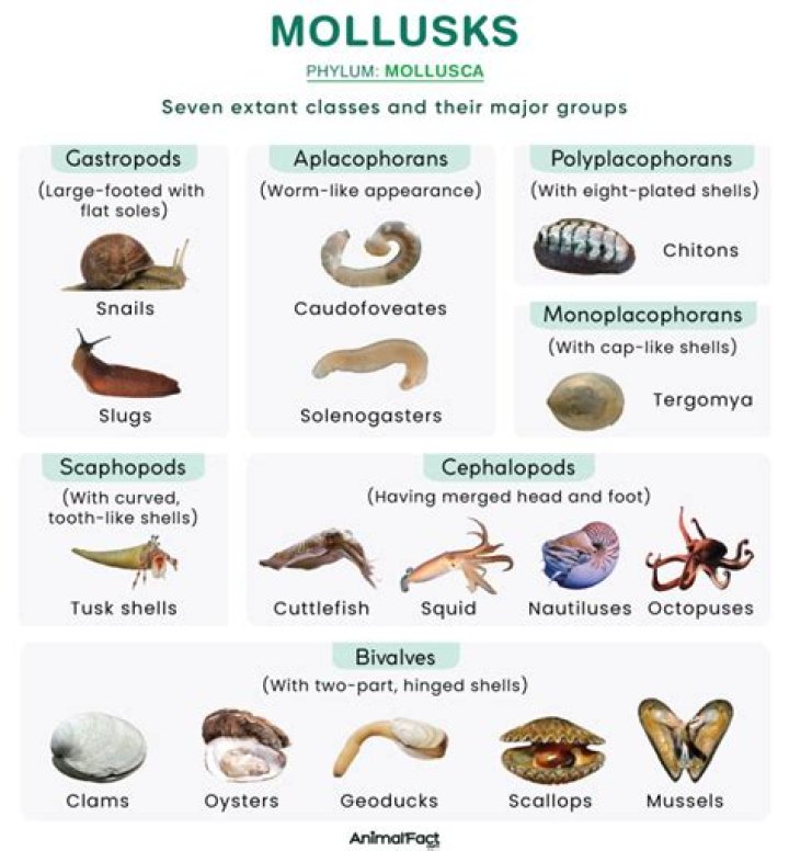 What are some examples of marine mollusks?