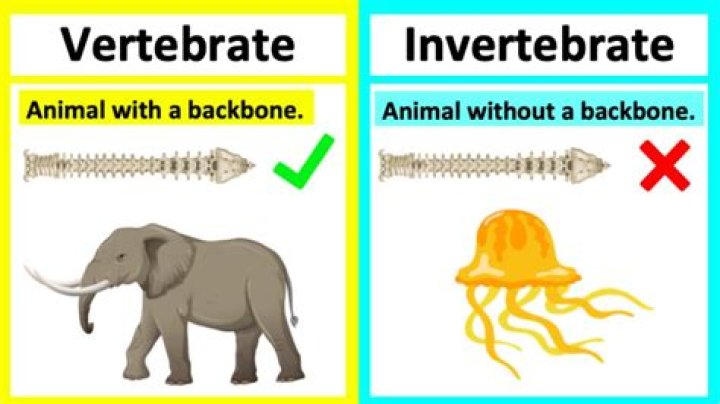 What are some facts about vertebrates and invertebrates?