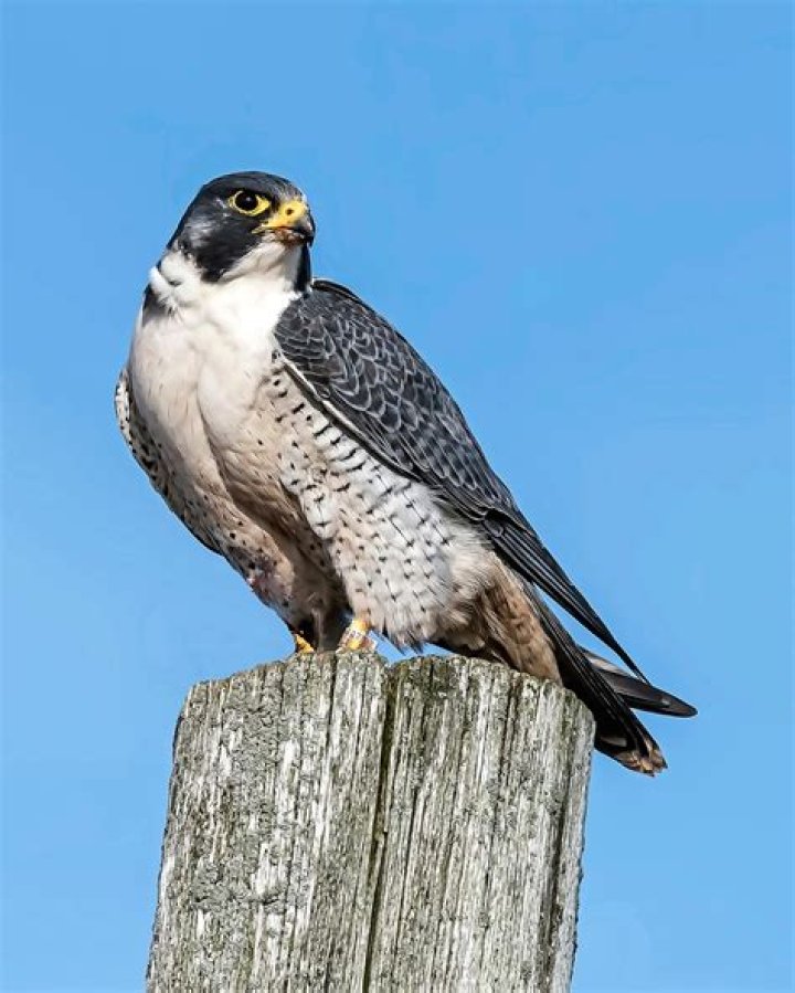 What are some physical adaptations of peregrine falcon?