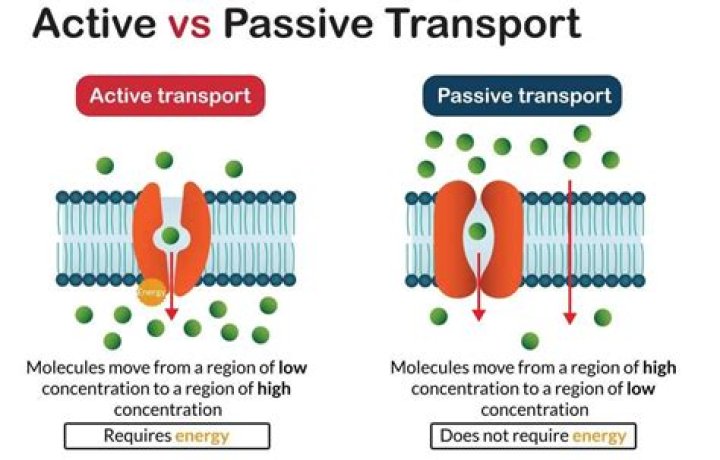 What are the 2 examples of active transport?