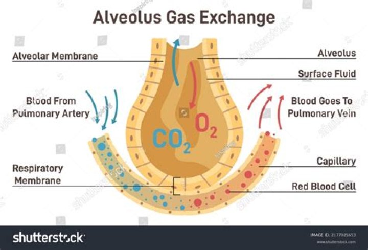 What are the 3 features of gas exchange?