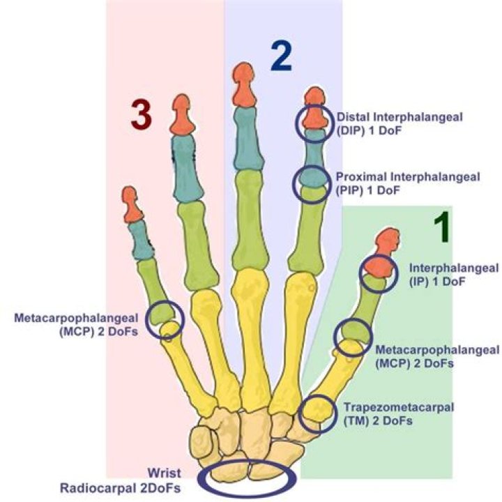 What are the 3 joints of the finger?