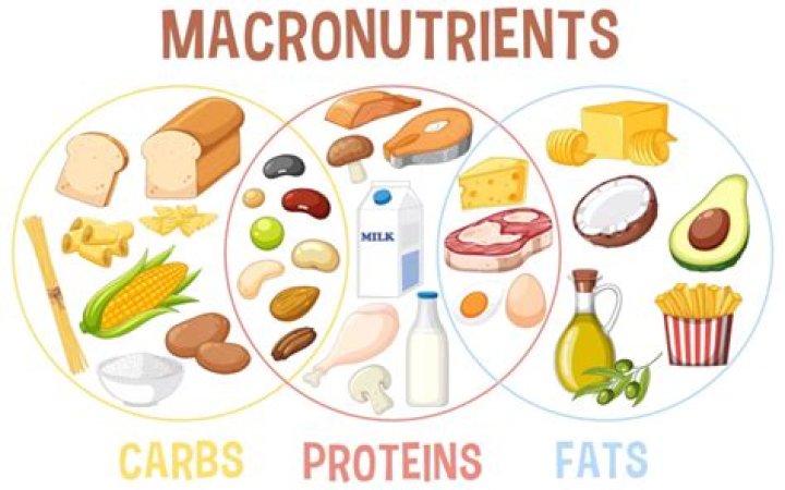 What are the 3 macronutrients?
