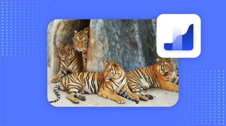 What are the 4 Asian tigers of the world?