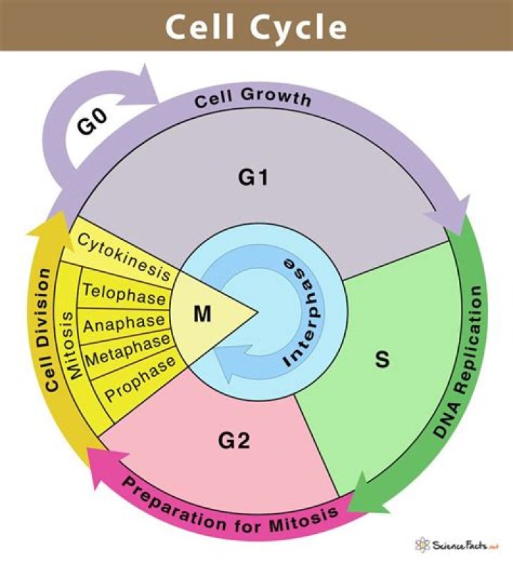 What are the 5 stages of the cell cycle in order?