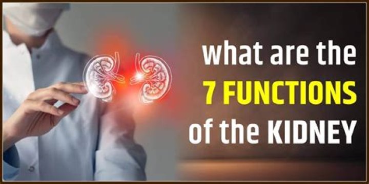 What are the 7 functions of the kidney?