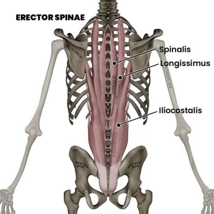 What are the attachments of the erector spinae group?