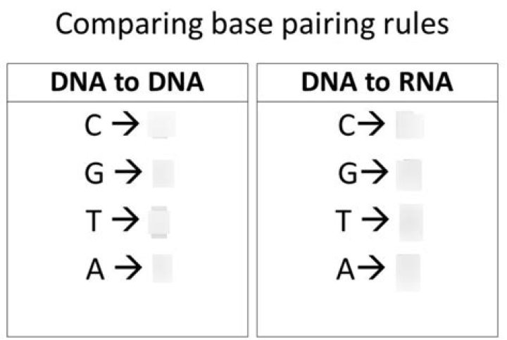 What are the base pairing rules for RNA?