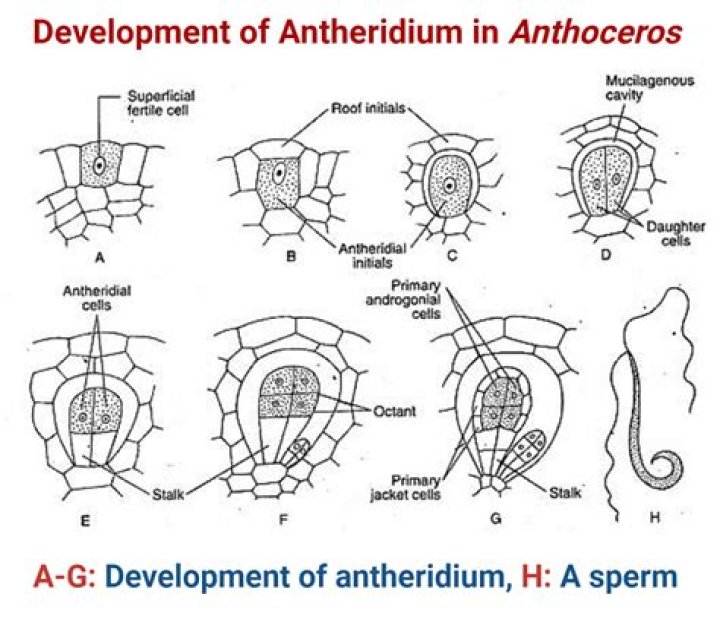 What are the characteristics of Anthoceros?