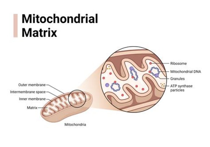 What are the components of mitochondrial matrix?