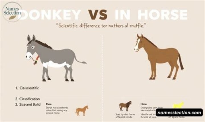 What are the genetic differences between a donkey and a horse?